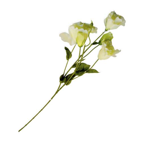 FLEUR BOUGAINVILLIER PRINTEMPS BLANCHE
