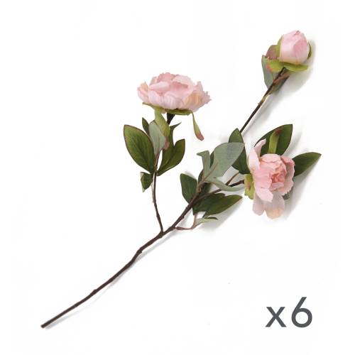 PIVOINE TACT RÉEL ROSE (LOT DE 6)
