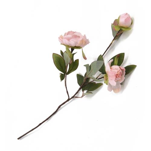 PIVOINE TACT RÉEL ROSE
