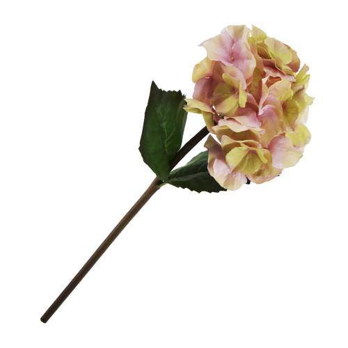 HORTENSIA GOLDEN ROSE