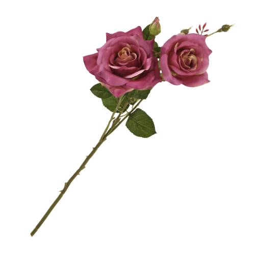 ROSE GOLDEN ROSE