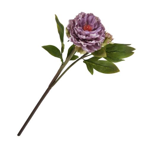 PIVOINE GOLDEN LILAS