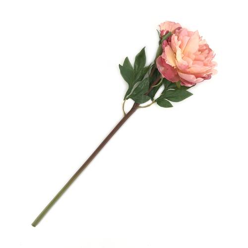 PIVOINE GRACE ROSE
